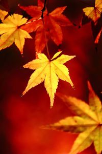 Close-up of maple leaves