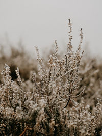 Close-up of snow on field against sky