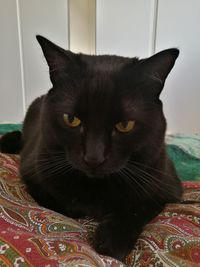 Close-up portrait of cat relaxing on bed at home