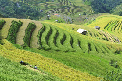 Scenic view of field in asia