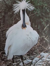 Close-up of a bird on field