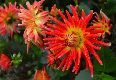 Close-up of red flower