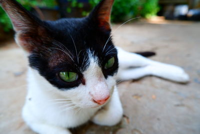 Close-up portrait of a cat