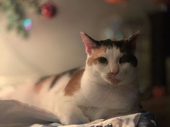 Close-up portrait of a cat