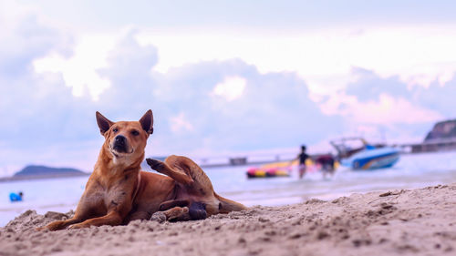 Dog relaxing on beach