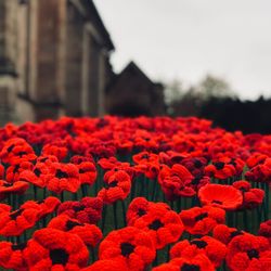 Close-up of red flowering plants