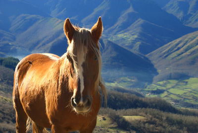 View of a wild horse on land