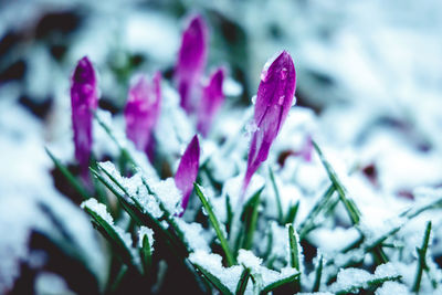 Close-up of snow on plant at field