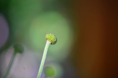 Close-up of flower bud growing outdoors