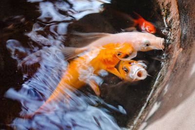 High angle view of fish swimming in a pond