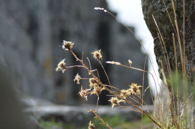Close-up of spider web on plant
