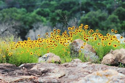 Close-up of yellow flowers on rock