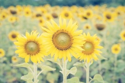 Close-up of fresh sunflowers blooming outdoors