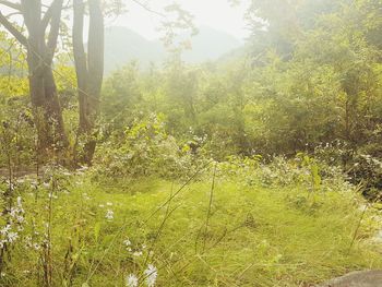 Scenic view of forest