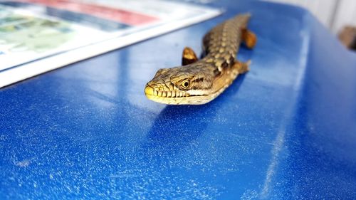 Close-up of lizard on blue wall