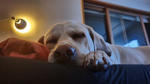 Close-up of dog sleeping at home