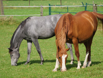 Horse grazing in field