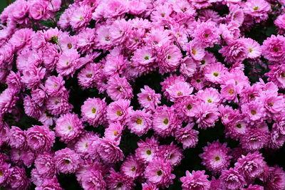 Full frame shot of pink flowering plants