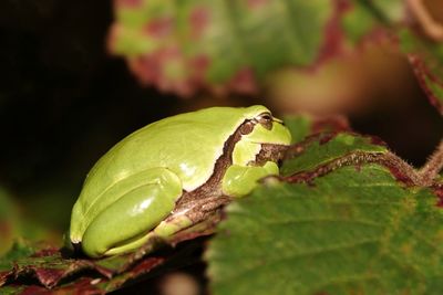 Close-up of green frog on leaf