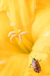 Close-up of insect on yellow flower