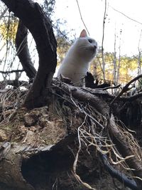 Sheep on tree