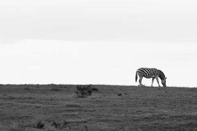 Horses grazing on landscape against sky