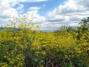 Close-up of oilseed rape field against sky