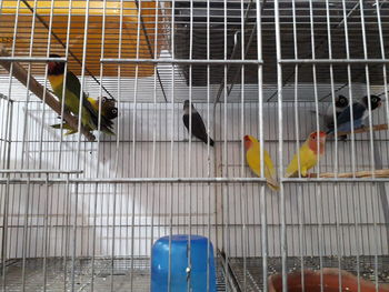 Close-up of bird in cage