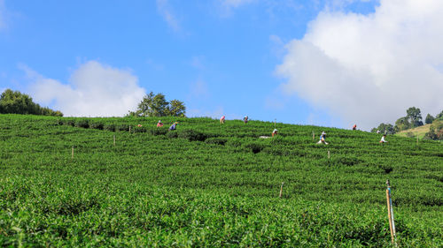 Panoramic view of agricultural field against sky