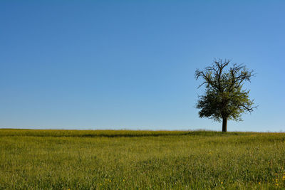 Scenic view of field against clear blue sky