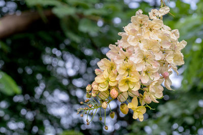 Close-up of yellow flowering plant