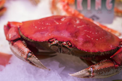 Close-up of crab in plate