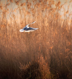 Bird flying in the wild