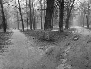 Dirt road amidst trees in forest