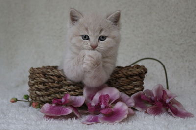 Close-up portrait of cat in basket