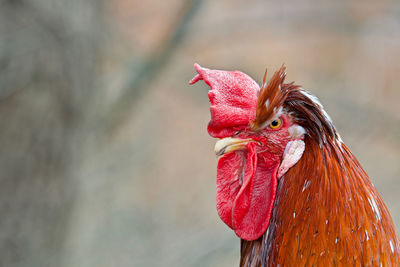 Close-up of rooster