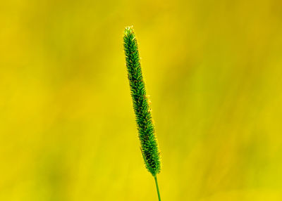 Close-up of fresh green plant