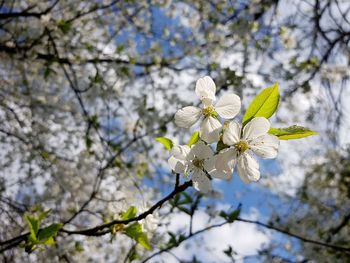 Low angle view of cherry blossoms in spring