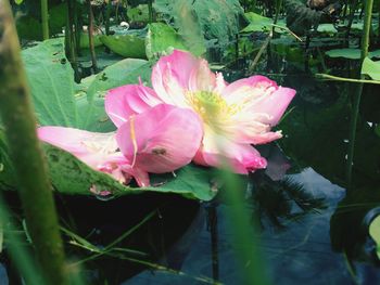 Close-up of pink flower blooming outdoors