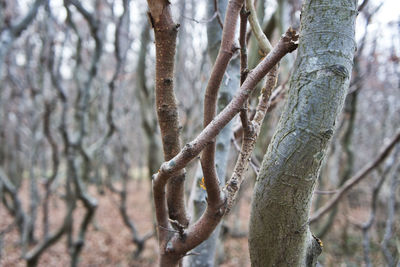 Close-up of bare tree in forest