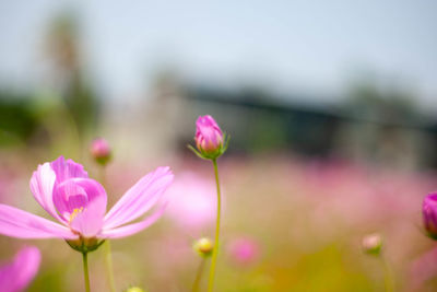 Close-up of pink flowering plant