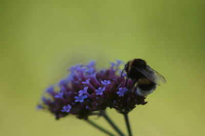 Close-up of bee on purple flower