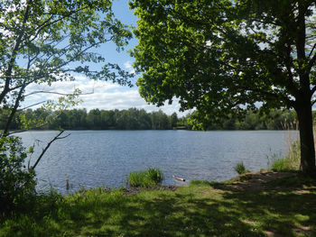 Scenic view of lake in forest against sky