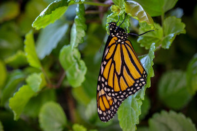 Butterfly pollinating flower