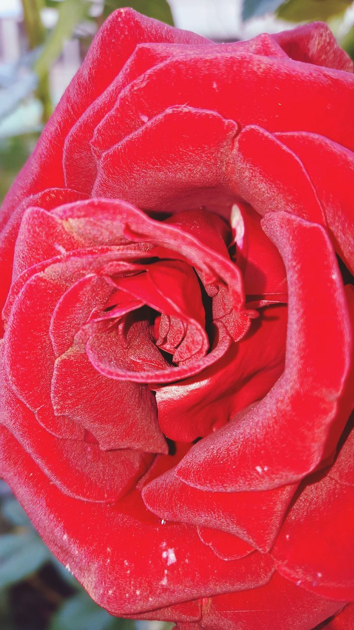 red, close-up, focus on foreground, drop, rose - flower, freshness, petal, detail, selective focus, day, part of, outdoors, flower, no people, red color, vibrant color, wet, fragility, nature, beauty in nature