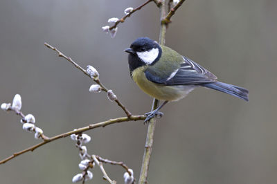 Close-up of bird perching on branch