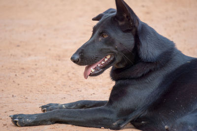 Close-up of a dog looking away