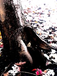 Close-up of tree trunk