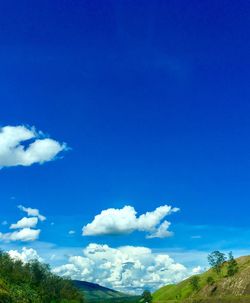 Low angle view of trees against blue sky
