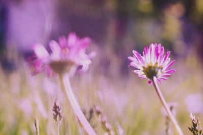 Close-up of pink flowering plants on field